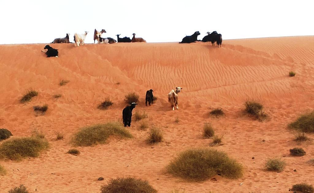Sand Delight Camp Al Wasil Bagian luar foto